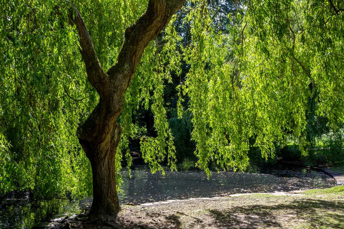 Willow tree by the pool in Highbury Park.